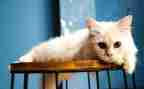 《猫》优秀教案精选7篇