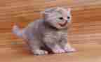 想会飞的猫的读后感最新8篇