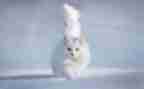 校园的猫演讲稿800字5篇