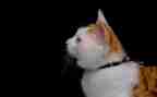 作文关于猫的调查报告推荐8篇