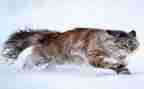 猫大班教案8篇