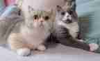 猫大班教案通用8篇