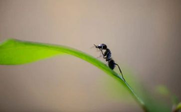 《蚂蚁》演讲稿5篇