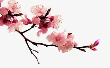 《梅花》教案7篇