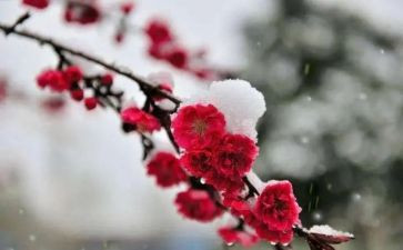 《梅花魂》的读后感600字8篇