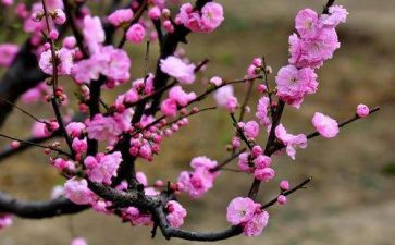 《梅花》教案推荐6篇