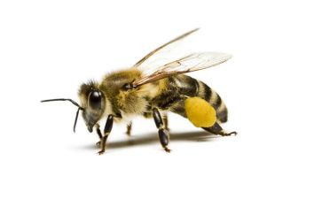 蜜蜂读后感8篇