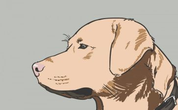 少年与犬读后感优质8篇
