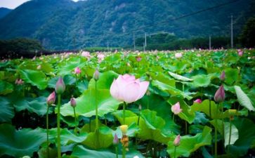 生活从心演讲稿优秀5篇