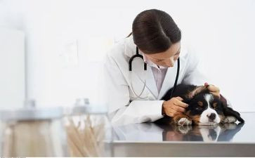 兽医畜牧个人总结6篇