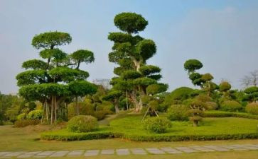 学校植树活动总结8篇