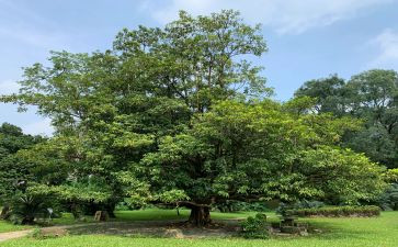 幼儿园植树活动方案推荐6篇