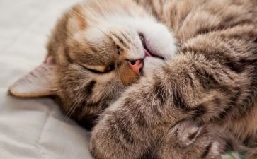 睡眠教案通用7篇