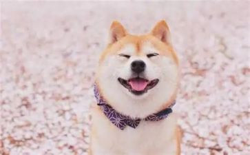 狼的微笑演讲稿推荐6篇