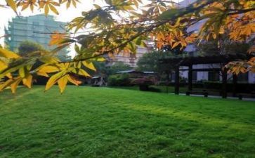 校园情作文1000字模板6篇