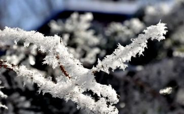 雪活动教案参考5篇