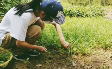 小学农村教研工作计划范文5篇