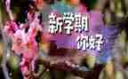 新学期教师工作计划优秀5篇