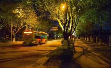 夜莺之歌的读后感5篇