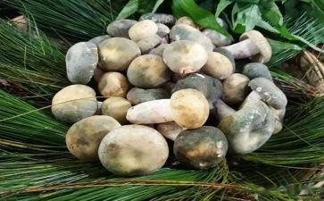 野生菌宣传活动总结7篇