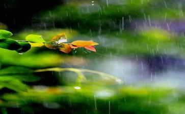 雨滴作文5篇