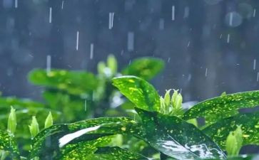 雨的观后感100字优秀8篇