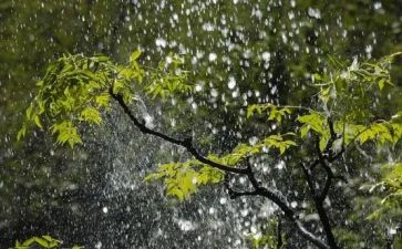 关于雨读后感参考6篇