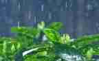 清明的雨演讲稿5篇