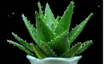 植物根的生长教案5篇