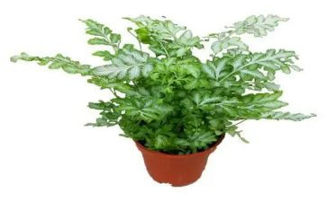 中班植物角教案7篇