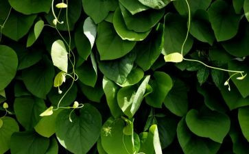 关于植物的400字作文优质5篇