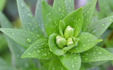 参观植物园的作文5篇